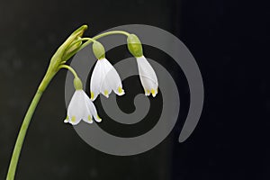 Snowdrop