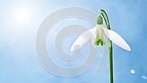 Snowdrop