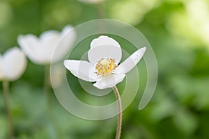 Snowdrop anemone, Anemonoides sylvestris, white flower