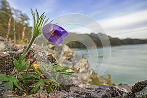 Snowdrop on the bank of the Katun River