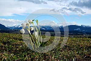 Snowdrop in Bavarian alp