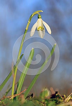 Snowdrop blossom, galanthus nivalis