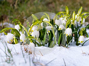Snowdrop with blossom, revival of spring flower on snow, the awakening of nature.