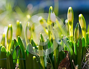 Snowdrop with blossom, spring flower with bud, the awakening of nature.