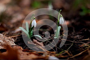 Snowdrop blossomed in the forest after winter