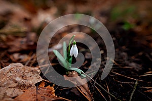 Snowdrop blossomed in the forest after winter