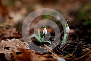 Snowdrop blossomed in the forest after winter