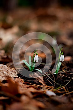 Snowdrop blossomed in the forest after winter