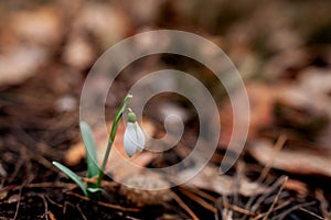 Snowdrop blossomed in the forest after winter