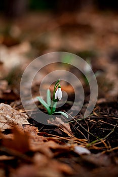 Snowdrop blossomed in the forest after winter