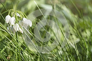 Snowdrop blossoms.White spring flower on a green glade.Snowdrop spring flowers. Fresh green well complementing the white