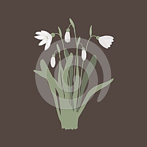 Snowdrop bouquet isolated on white background. First spring flower bunch vector illustration