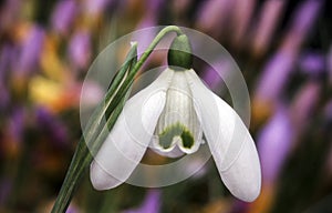 Snowdrop `Brenda Troyle`