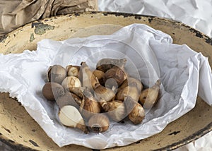 Snowdrop bulbs ready to plant