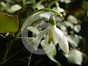 Snowdrop close up in garden, white flowering springflower