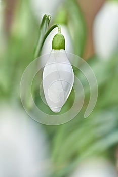 Snowdrop or common snowdrop Galanthus nivalis flowers