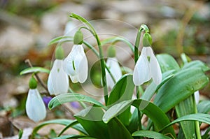 Macro photo of Snowdrop flowers on forest floor , end of winter photo