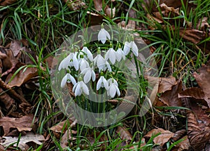 The snowdrop or common snowdrop, Galanthus nivalis