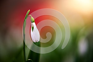 Snowdrop or common snowdrop Galanthus nivalis flower in the forest with warm sunshine and colorful background at springtime