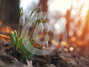 Snowdrop or common snowdrop Galanthus nivalis flowers