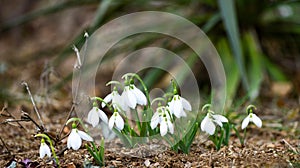 Snowdrop or common snowdrop Galanthus nivalis flowers