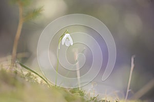 Snowdrop or common snowdrop Galanthus nivalis flowers