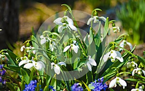 Snowdrop or common snowdrop Galanthus nivalis flowers. In the forest in the wild in spring snowdrops bloom