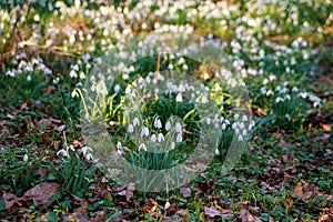 Snowdrop or common snowdrop, Galanthus nivalis flowers. Snowdrops after the snow has melted. In the forest in the wild