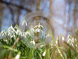 Snowdrop or common snowdrop Galanthus nivalis flowers.Wild flower blooming in spring forest, white blossom