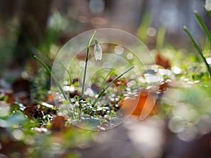 Snowdrop or common snowdrop (Galanthus nivalis) flowers.Wild flower blooming in spring forest, white blossom