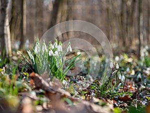 Snowdrop or common snowdrop (Galanthus nivalis) flowers.Wild flower blooming in spring forest, white blossom