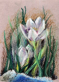 Snowdrop, crocus, first spring flower. Image in watercolor on paper, traditional technique. nSpring flowers. photo