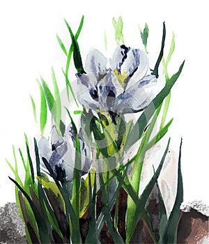 Snowdrop, crocus, first spring flower. Image in watercolor on paper, traditional technique. nSpring flowers. photo