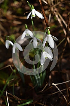 Snowdrop in dappled light