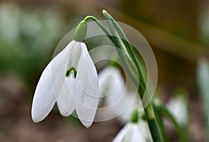 Snowdrop, detail of plant bloom, spring flower, white petals