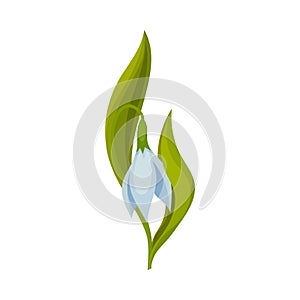 Snowdrop Drooping Flower on Stem with Linear Leaves Vector Illustration