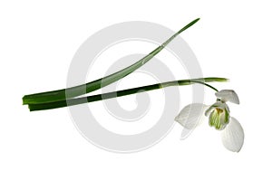 Campanilla de febrero pascua de resurrección flor blanco 