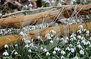 Snowdrop before Elderberry