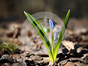 Snowdrop first blue brigt flower at sun closed