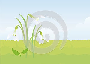 Snowdrop, the first flower of spring