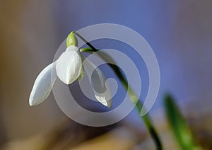 Snowdrop the first flower of winter and spring