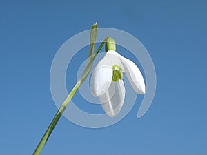 Snowdrop flower