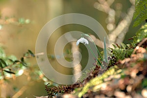 Snowdrop flower