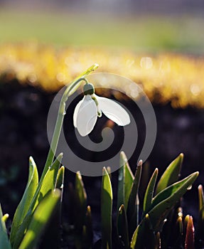 Snowdrop flower