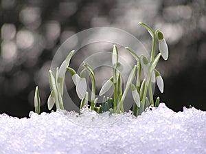 Snowdrop flower