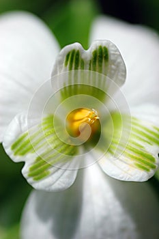 Snowdrop flower