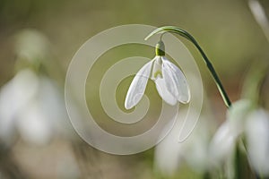 Snowdrop flower against blurry background , place for text.