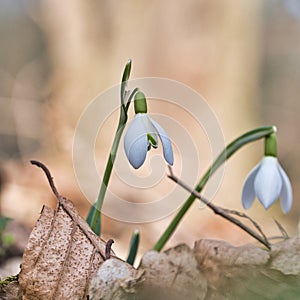 Snowdrop flower blooming on the first days of spring