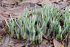 Snowdrop flower buds, Galanthus nivalis, emerging from the ground in winter, close-up view