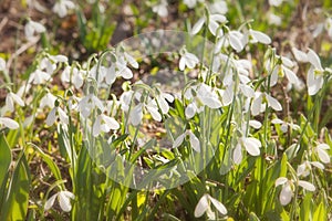 Snowdrop flower close up macro background. Galanthus Rivalis. First spring bud, group of flowers. Yellow green sunlight